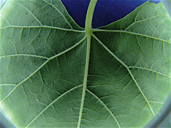 Image courtesy of C. Newsom