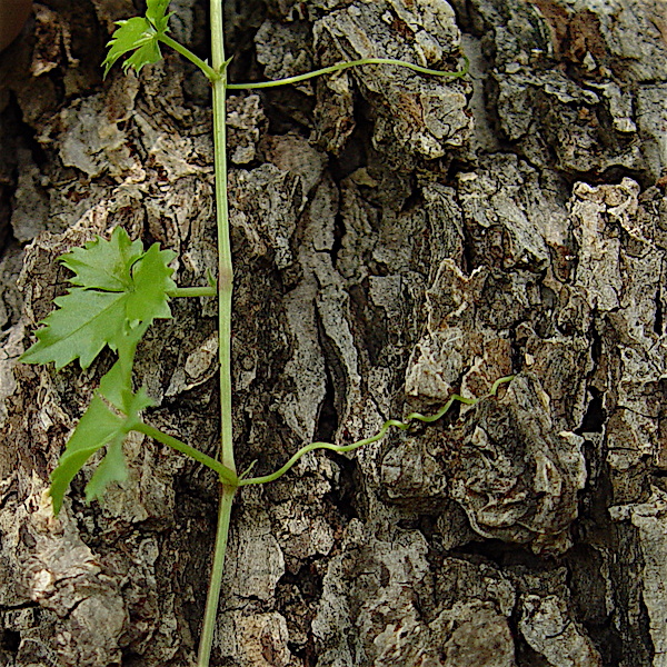 Cissus trifoliata - Cow-itch vine