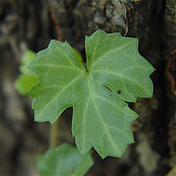 Cissus trifoliata - Cow-itch vine