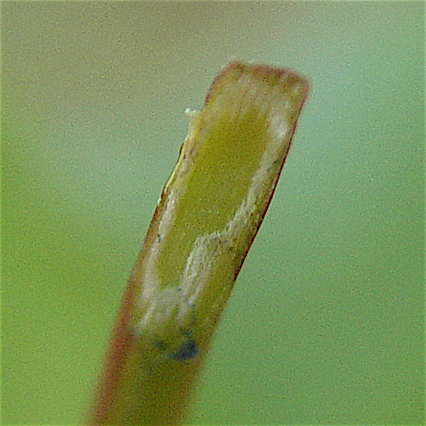 Cissus trifoliata - Cow-itch vine, green pith
