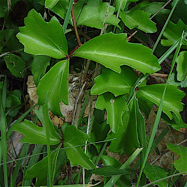 Cissus trifoliata - Cow-itch vine