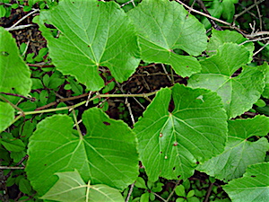 Vitis cinerea var helleri - Heller's Grape